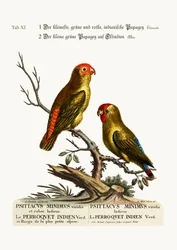最小の緑と赤のインディアンのパロケ。東インドの小さな緑のオウム、1749-73
